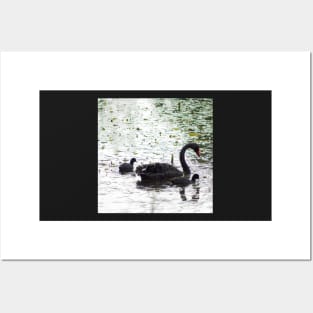 Black Swan and Cygnets Posters and Art